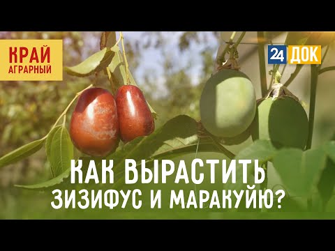 Видео: Кто на Кубани выращивает зизифус и маракую? КРАЙ АГРАРНЫЙ