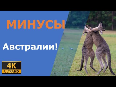 Видео: 8,5 минусов Австралии, которые мы уже испытали на себе! 🤔