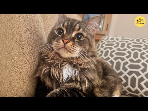 Видео: Она приютила бездомного кота, но он вырос, ведя себя как преданный пес