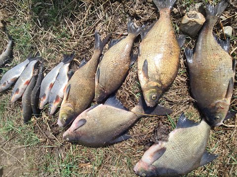 Видео: Попали в лещовый рай, поплавок на реке, отчёт № 305