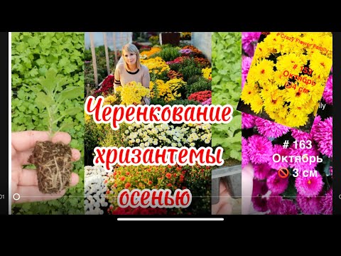 Видео: Как черенковать хризантему осенью #хризантема #черенкованиемультифлоры