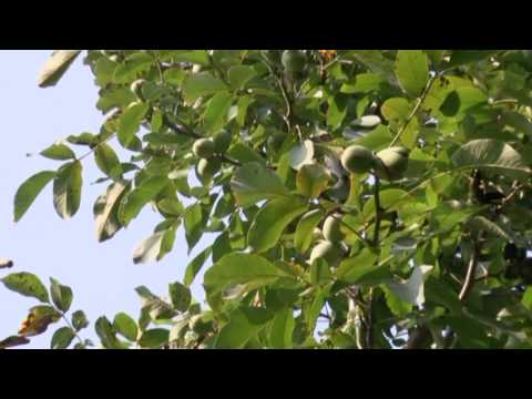 Видео: ИНТЕНСИВНОЕ ОРЕХОВОДСТВО В МОЛДОВЕ