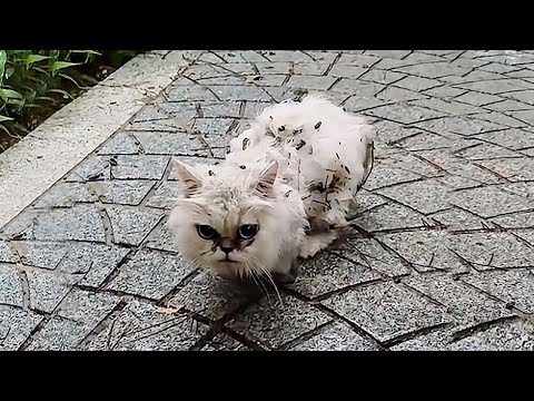 Видео: Я почти сломался, когда увидел десятки тысяч мух и личинок, выедающих тело этого котёнка