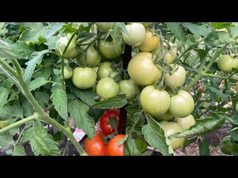Видео: ТОМАТЫ СКОРОСПЕЛЫЕ, С ВЫСОКОЙ УРОЖАЙНОСТЬЮ, уже созревают в открытом грунте!