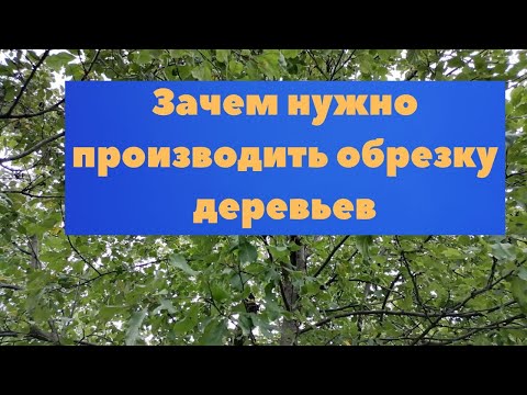 Видео: Можно ли обрезать плодовые деревья в саду