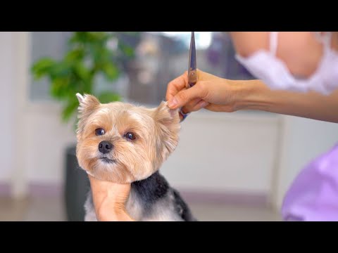 Видео: Один из лучших клиентов за 10 лет! ❤️ Симпатичная стрижка йоркширского терьера!