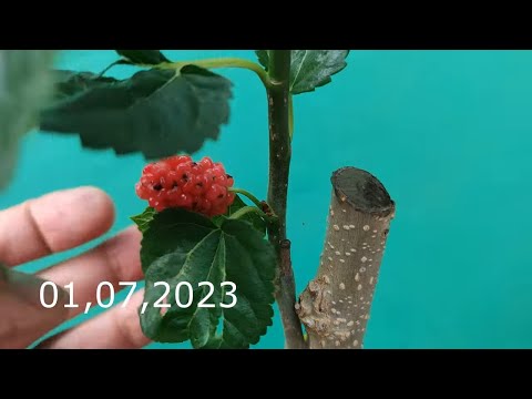 Видео: прививка дерева посадка на прямую ветку