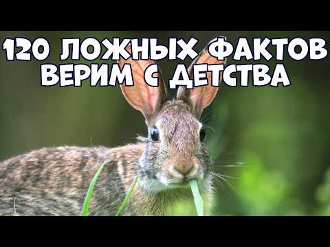 Видео: 120 ЛОЖНЫХ ФАКТОВ, В КОТОРЫЕ МЫ ВЕРИМ С ДЕТСТВА