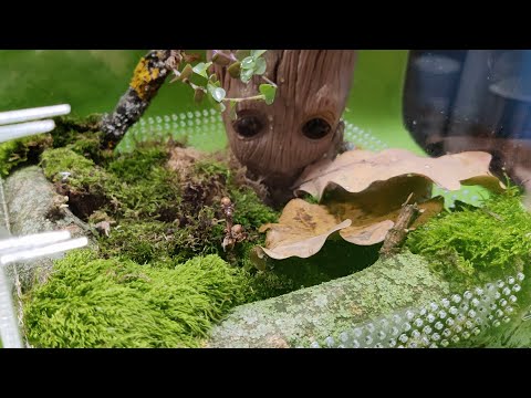 Видео: Живой уголок на рабочем столе