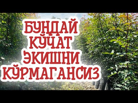 Видео: Нолдан писта кўчат парвариши (Тўлиқ обзор)