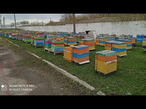 Видео: Стрім.  Бджільництво