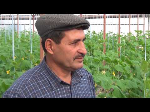 Видео: Применение удобрений на корневую систему огурцов 12-01-2018