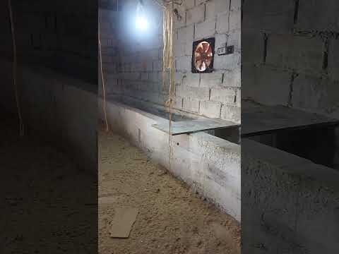 Видео: Тайер кардани чой (цех)  парвариши  бройлер кисми 1. Дар шароити хона.Барои аз 1 рузаги то 45руз