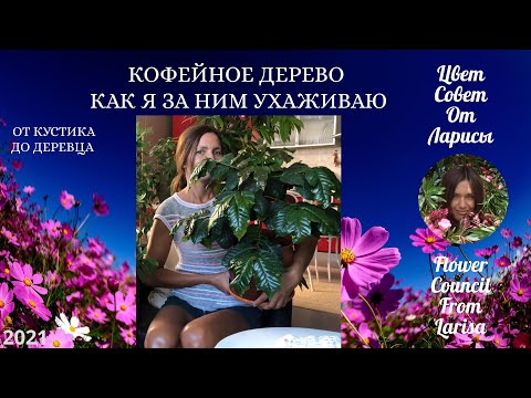 Видео: КОФЕЙНОЕ ДЕРЕВО КАК Я ЗА НИМ УХАЖИВАЮ