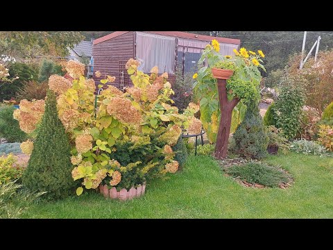 Видео: Все о том же🙃Дача.Октябрь.Обрезки.Посадки.🍁🌤🍂