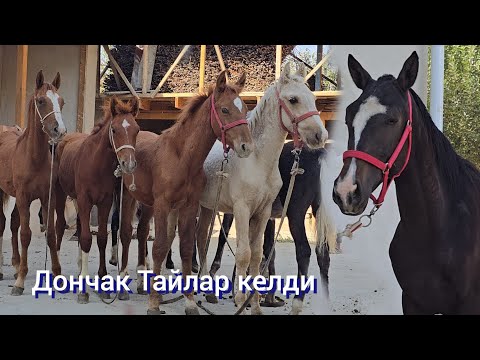 Видео: ДОНЧАК ТАЙЛАР КЕЛДИ ОПТОМ БААДА САТЫЛАТ 