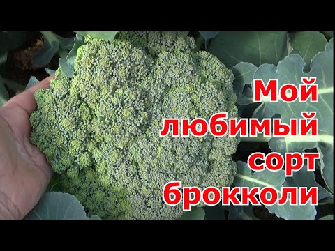 Видео: Мой любимый сорт капусты брокколи, его опять посею на следующий год. Брокколи Маратон F1 (Sakata).