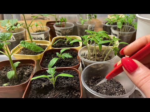 Видео: ТОМАТЫ. Посев и пикировка лежа, самые удачные способы!