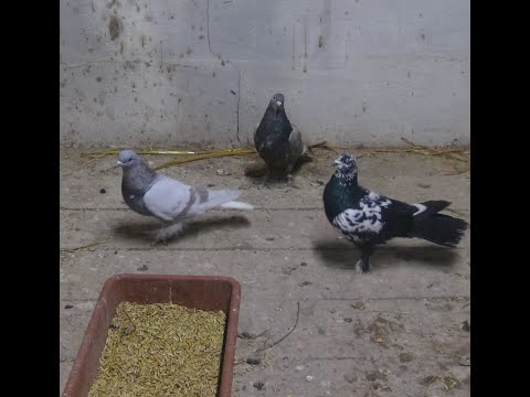 Видео: Купил голубей Таклу.