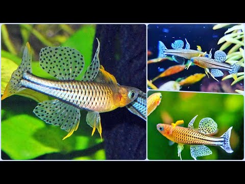 Видео: Аквариумная рыбка Псевдомугил Гертруды Синеглазка