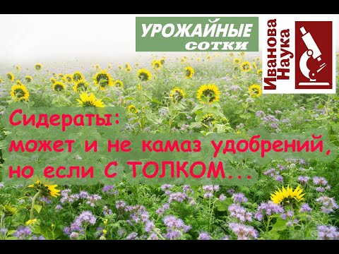 Видео: ВОПРОС РЕШЕН! Сидераты: закапывать, косить или оставить как есть? Ленивые сидераты - мой выбор!