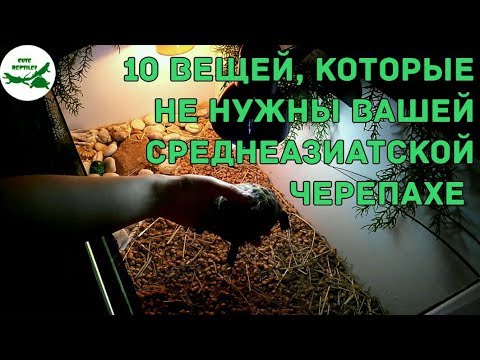 Видео: 10 вещей, которые НЕ нужны вашей среднеазиатской черепахе