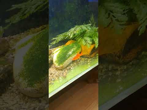 Видео: Видове хелери според техните плавници.Как да ги различаваме и развъждаме?