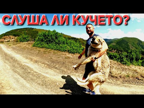 Видео: КАК ДА ОТГЛЕДАШ ВЪЛК