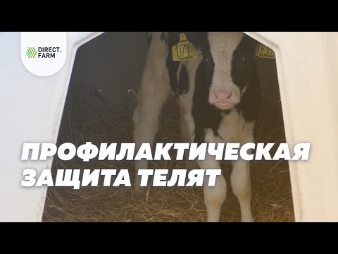 Видео: Профилактическая защита телят в условиях дефицита импортных вакцин