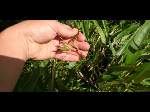 Видео: 21.08.2020. Филлостахис спектабилис, цветение бамбука, phyllostachys aureosulcata "spectabilis"