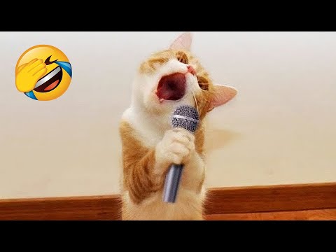 Видео: Смешные кошки и собаки заставят вас смеяться до слёз 😂