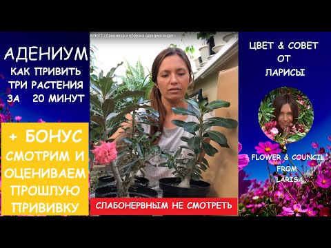 Видео: КАК ЛЕГКО ПРИВИТЬ ТРИ АДЕНИУМА ЗА 20 МИНУТ | Прививка адениума видео