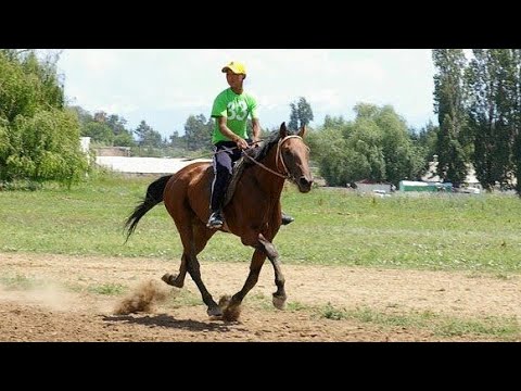 Видео: Жорго салыш 2014, Жумгал , Чаек, Байзак баатырдын тойу.