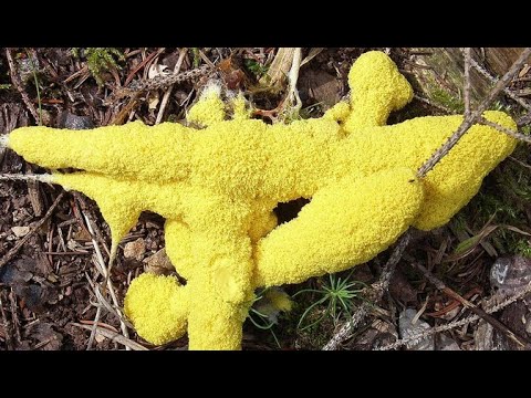 Видео: Умная слизь. Миксомицеты