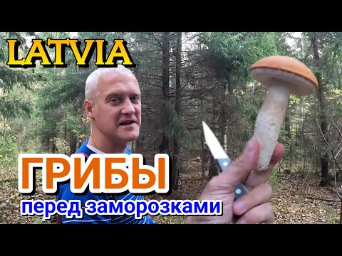 Видео: ПОСЛЕДНИЙ РАЗ СОБИРАЕМ ГРИБЫ! (Подосиновики) / 14.10.2022. ЛЕС в ЛАТВИИ Осенью #20