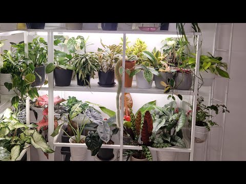 Видео: Обзор комнатных растений 2 #plants #обзор #растения #цветы #garden #top #home #сад #gardenflowers