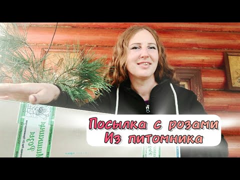 Видео: Осенний заказ роз!!!🍁🌹 Пришла посылка с саженцами из питомника!