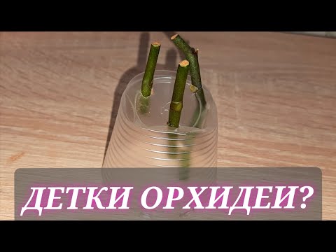 Видео: Детки орхидеи? Очередной эксперемент