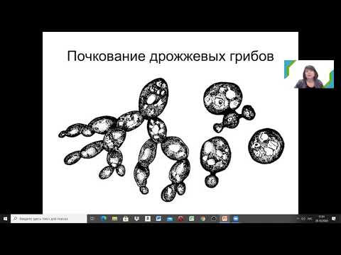 Видео: Г.Ш. Исаева. ВОЗБУДИТЕЛИ МИКОЗОВ