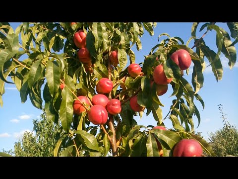 Видео: Нектарин  Світ Леді ( Sweet Lady)