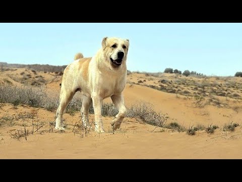 Видео: абсолютный чемпион Туркмении Гаплан CAO Central Asian Champions Dogs Alabai Туркменский Волкодав