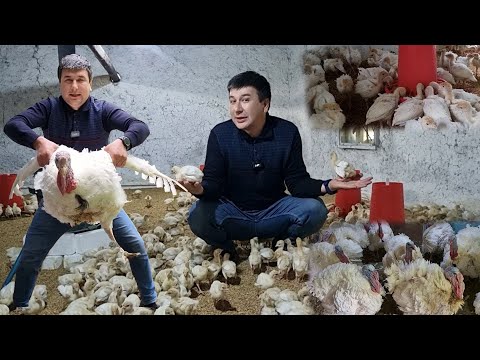 Видео: Уй шароитида бизнес | Курка(Индюк) Биг 6 боқиб ойига 1 донасидан 20$ фойда
