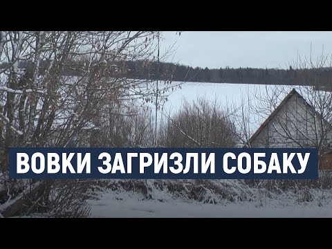Видео: В одному із сіл Хмельниччини вовки загризли собаку