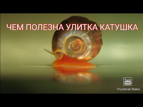 Видео: Чем полезна улитка катушка в аквариуме.