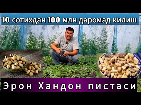 Видео: Эрон Хандон пистаси 10 сотихдан катта даромад килиш ( Эрон Хандон пистаси )