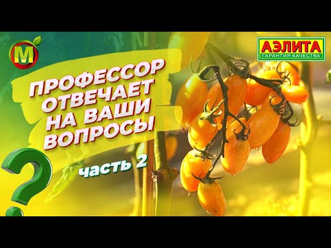 Видео: Профессор отвечает на ваши вопросы. Выращивайте эти ТОМАТЫ в ОТКРЫТОМ ГРУНТЕ.