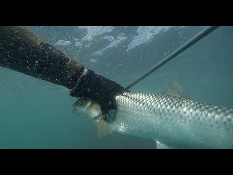 Видео: Подводная Охота. Посёлок Зарат. Охота на кутума.