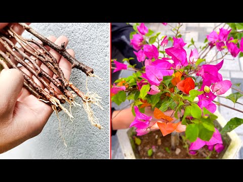 Видео: Блестящий цветок дерева бугенвилии, размножаемый ветвями в песке