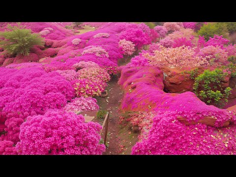 Видео: Успокаивающая музыка для нервов 🌿 лечебная музыка для сердца и сосудов, релакс, музыка для души #77
