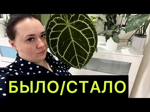 Видео: Было /стало🪴 показываю как изменились растения, которые я покупала на весеннем Монстериуме